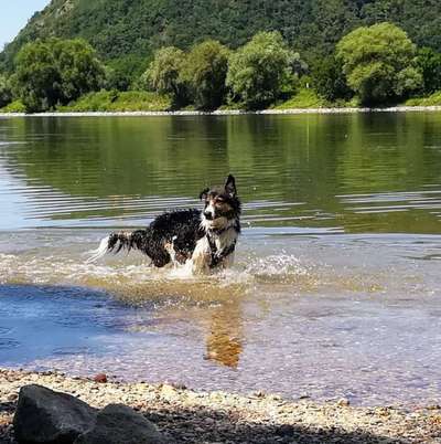 Dogorama Photo Challenge - Märchenwald-Beitrag-Bild