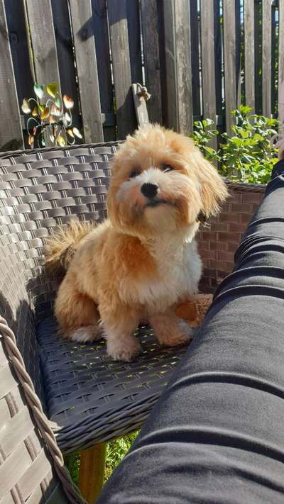 Havaneser dabei?:)-Beitrag-Bild