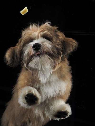 Dogorama Photo Challenge - Portrait-Beitrag-Bild