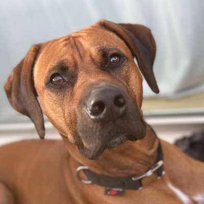 Hundetreffen-Gassirunde-Bild