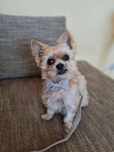 Mischlingshunde Foto Aufruf-Beitrag-Bild