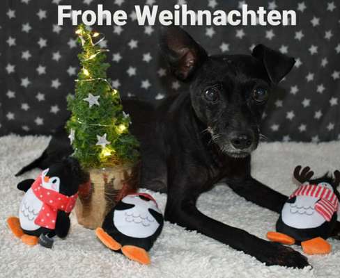 Weihnachtsfoto Aktion!-Beitrag-Bild