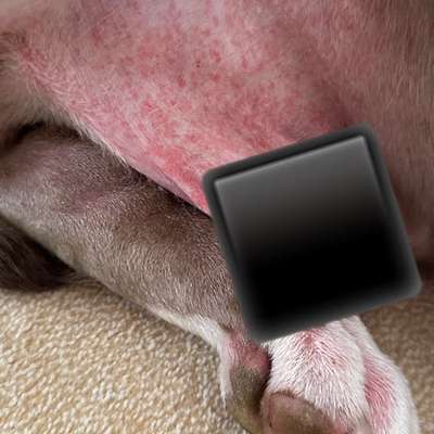 Ausschlag / allergische Reaktion-Beitrag-Bild