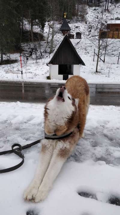 Nordische Hunde-Beitrag-Bild