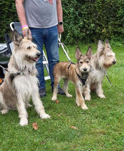 Seltene Rassen!-Beitrag-Bild