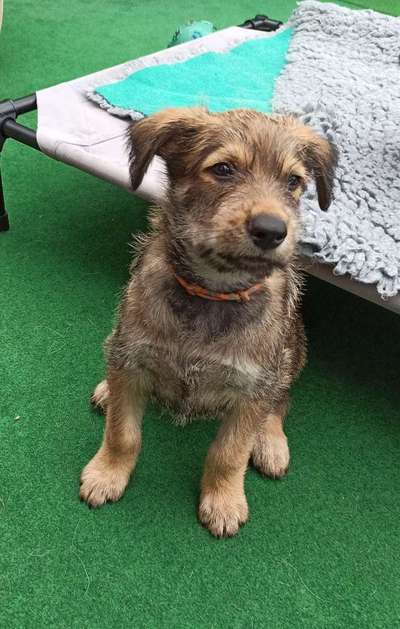 Welpenfotos-Beitrag-Bild