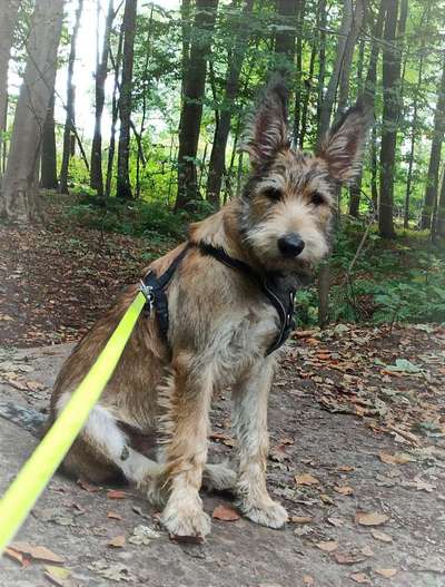 Welpenfotos-Beitrag-Bild