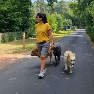 Hundeschulen-HUNDherum mit Verstand&Gefühl-Bild