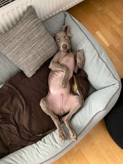 Dogorama Photo Challenge - lustigste Grimasse-Beitrag-Bild