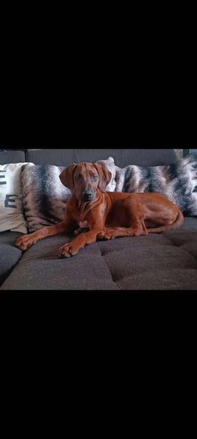 Rhodesian Ridgeback-Beitrag-Bild