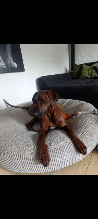 Rhodesian Ridgeback-Beitrag-Bild