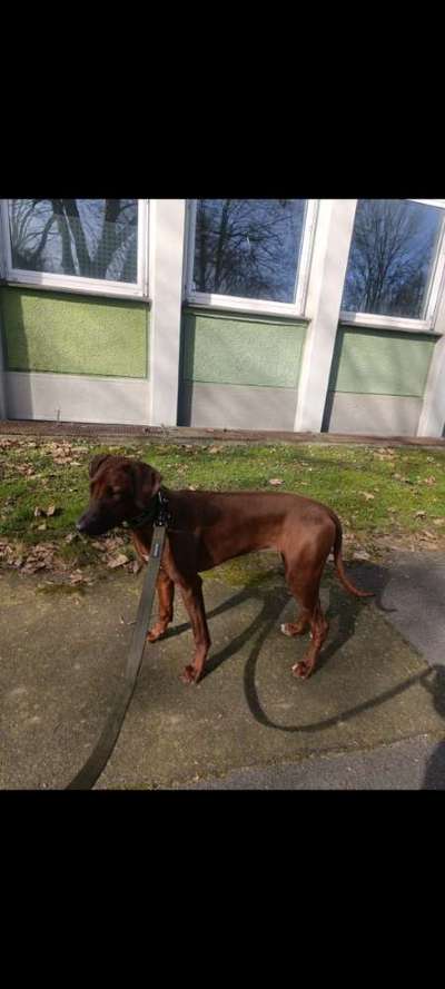 Rhodesian Ridgeback-Beitrag-Bild