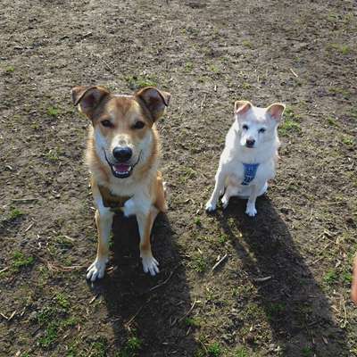 Hundetreffen-Neue Hundefreunde gesucht für Spaziergänge, Toben & Training🐾-Bild