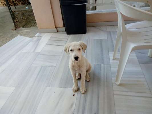 Welpen Bilder !-Beitrag-Bild