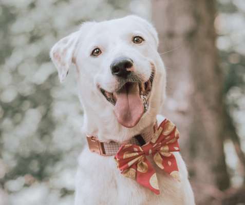 Hundetreffen-Gemeinsames Spazieren & Training-Bild