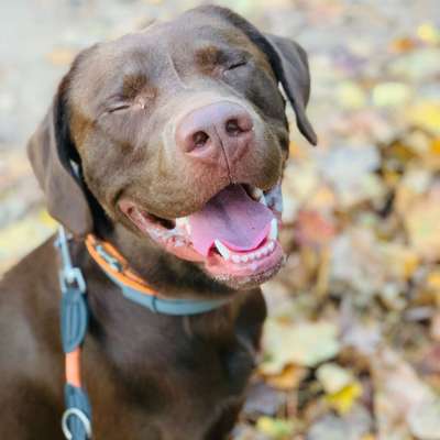 Hundetreffen-Trainings-/ SpielpartnerIn - Buddy sucht eine Buddy!-Bild