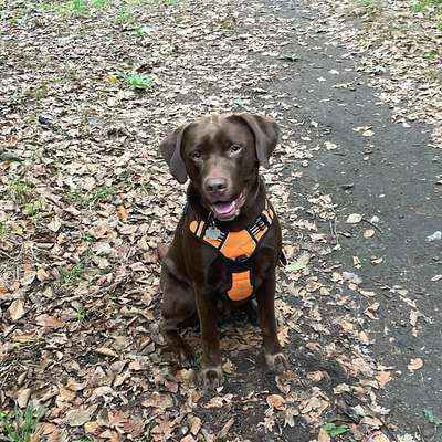 Hundetreffen-Gassidate am Mittwoch gesucht-Bild