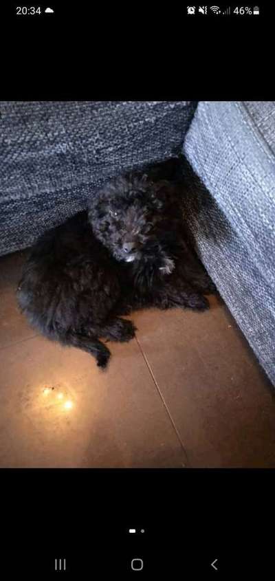 Das erste Bild eures Hundes-Beitrag-Bild