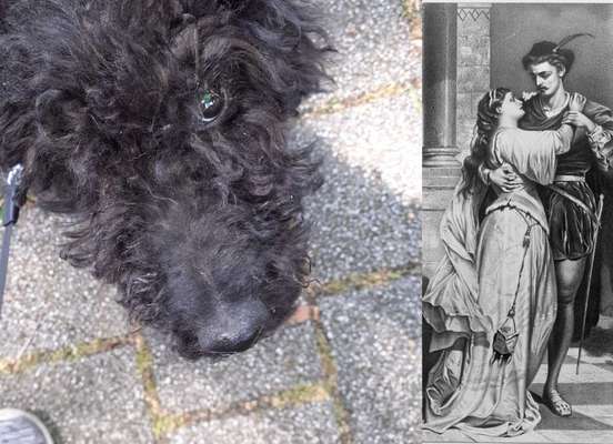 Wie heißt dein Hund?-Beitrag-Bild