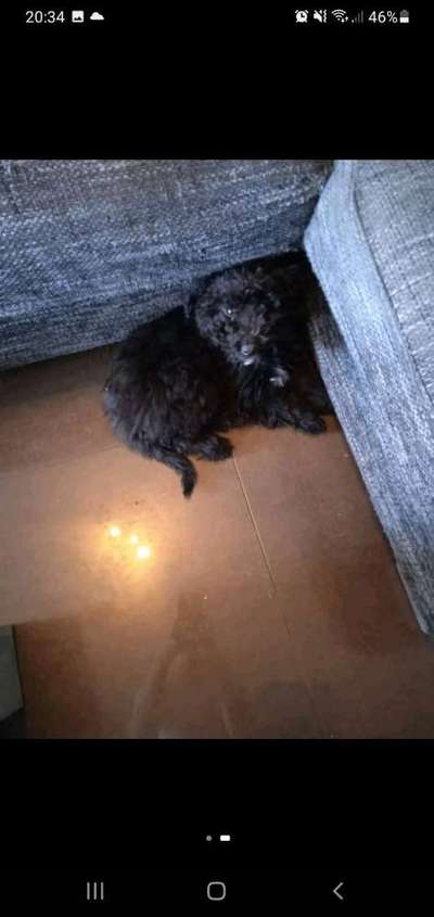 Welpen Bilder !-Beitrag-Bild