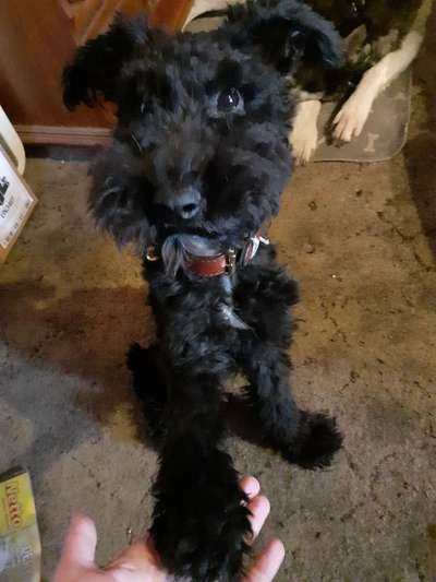 Mischlinge raten - Rätselspaß-Beitrag-Bild