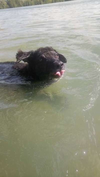 Dogorama Photo Challenge - lustigste Grimasse-Beitrag-Bild