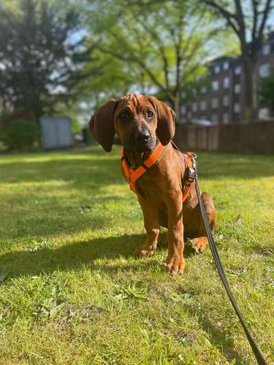 Hundetreffen-Welpentreff-Bild