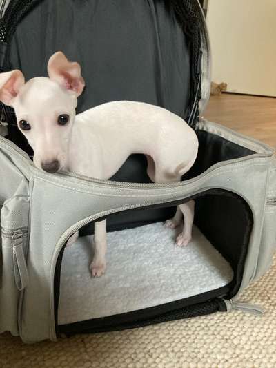 Hundetreffen-Sozialisierungsgänge-Bild