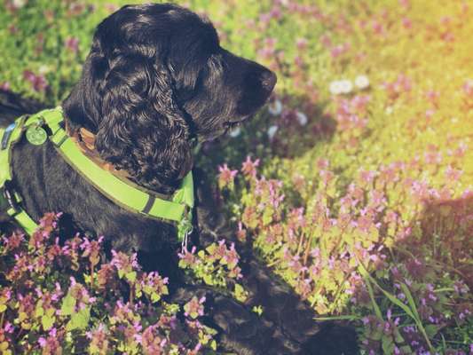 Die Dogorama Kalender Challenge Titelbild-Beitrag-Bild