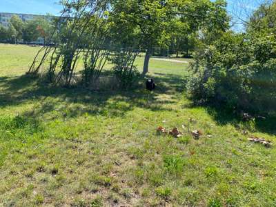 Hundeauslaufgebiet-Löwenhainer Straße-Bild