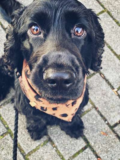 Der berühmte hundeblick-Beitrag-Bild