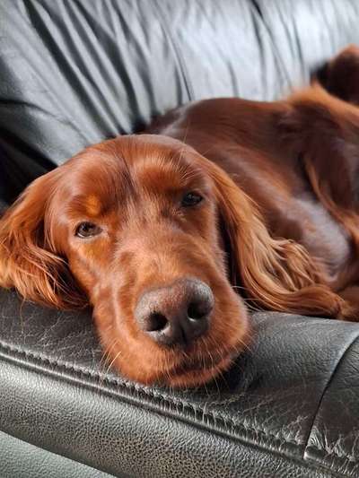 Reinrassige Hunde?-Beitrag-Bild