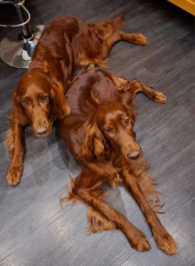 Reinrassige Hunde?-Beitrag-Bild