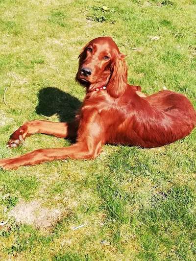 Zeichnungen eurer Hunde-Beitrag-Bild