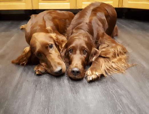 Die Dogorama Wochen Challenge "Friends will be Friends"-Beitrag-Bild