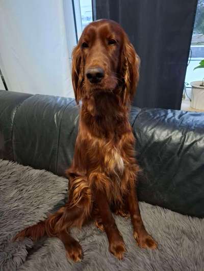 Reinrassige Hunde?-Beitrag-Bild