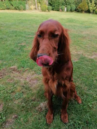 Fotochallenge Nr. 59 - Mein Hund zeigt die Zunge-Beitrag-Bild