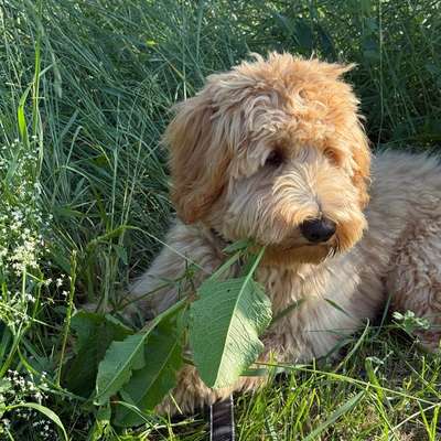 Hundetreffen-Gassi gehen, spielen, lernen-Bild
