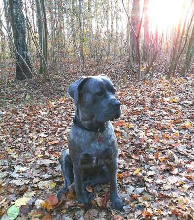 Rassensuche Cane Corso Italiano-Beitrag-Bild