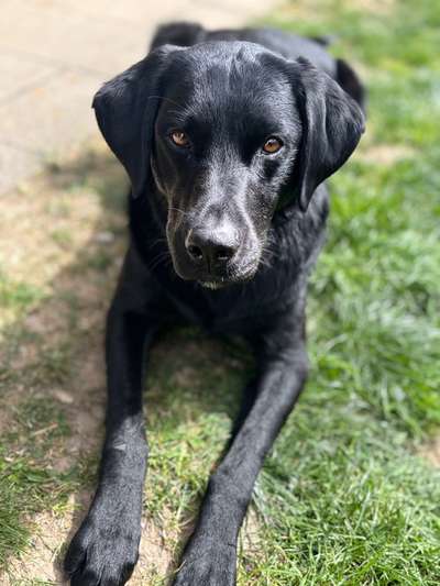 Hundetreffen-Begegnungen üben, Spaziergänge-Bild
