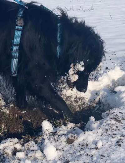 Tierschutz Hunde aus Bosnien-Beitrag-Bild