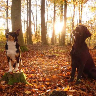 Hundetreffen-Social Walk-Bild