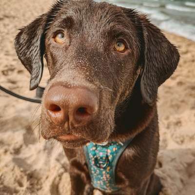%{de_profession_title} Ernährungsberatung – Gesunder Hund %{location} – Dogorama