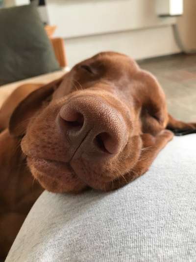 Warum liebst du deinen Hund?-Beitrag-Bild