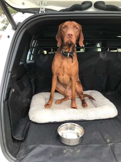 Foto Challenge Thema "Hunde im Auto"-Beitrag-Bild