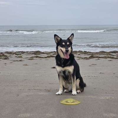 Hundetreffen-Sozial Walk und Spielerunde-Bild