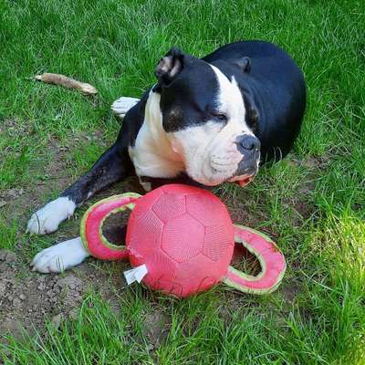 Hundetreffen-Treffen mit elly-Bild