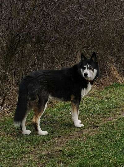 Dein Hund im Dogorama-Kalender 2021-Beitrag-Bild