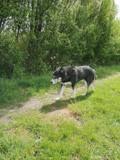Dein Hund im Dogorama-Kalender 2021-Beitrag-Bild