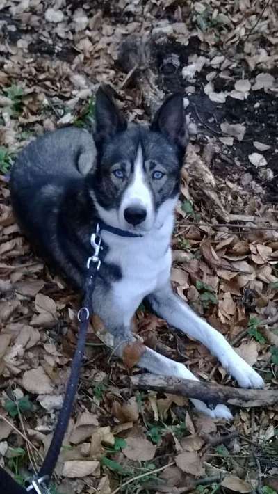 Dein Hund im Dogorama-Kalender 2021-Beitrag-Bild